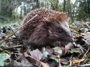 “Hedgehog” le John Lavery
