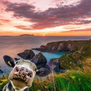 “Bó Selfie @ Ceann Sléibhe” le Kelly Hood