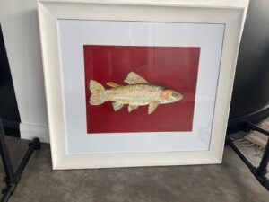 Rainbow Trout le Fran Fogarty